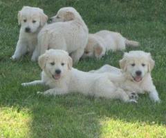 Golden retriever puppies. Looking for loving homes now - 1