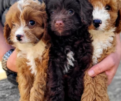 Cavapoo  Puppies for Sale