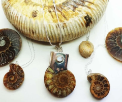 Exploring the Mysteries of Ammonite Fossils