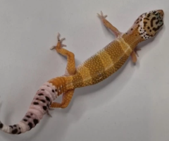 2023 leopard geckos ready to leave for new homes - 1