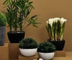 House plant delivery - 1