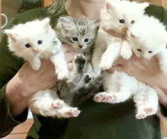 Three white Norwegian forest kittens