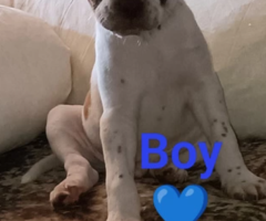 5 amazing American bully for sale