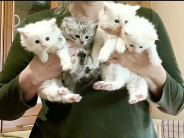 Three white Norwegian forest kittens - 1