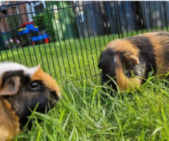 2 female guinea pigs and cage free to good home - 1