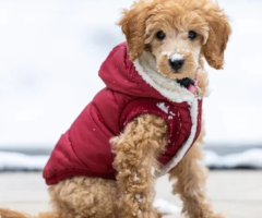 Warm Up Your Furry Friend with Trendy Dog Winter Coats