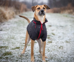 Luxurious Rizzo Dog Winter Coat