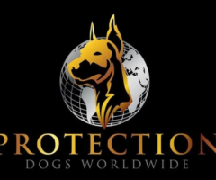 Protection Dogs Sale in UK - 1