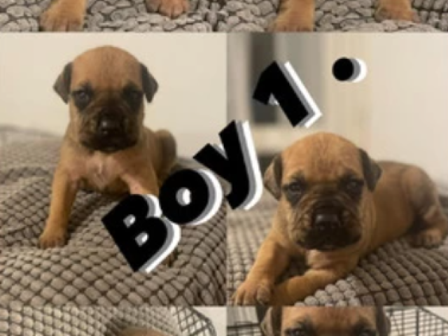 £100 Cane corso puppies ready to leave in 2 weeks - 1