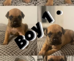 £100 Cane corso puppies ready to leave in 2 weeks