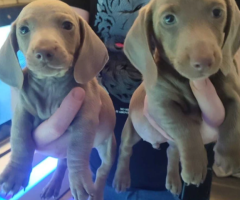 9 Miniature Dachshund pups ( Isabella & tan)
