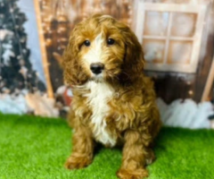 Cockapoo Puppies For Sale UK | Cockapoo Breeders UK