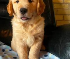 KC Golden Retriever puppies