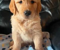 KC Golden Retriever puppies