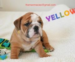 Healthy english bulldog puppies